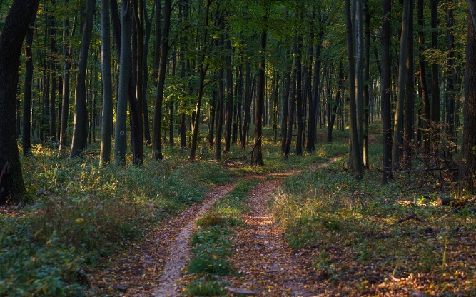 Jelentősen felgyorsult a klímaváltozás a magyar erdőkben is