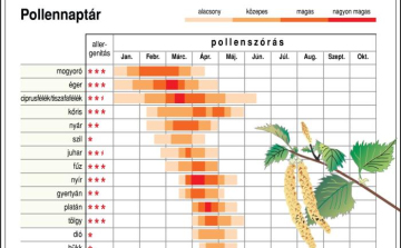 Tart a parlagfű pollenszezon csúcsidőszaka