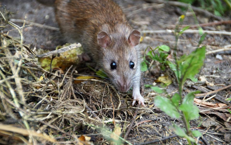 Két év alatt sikerült megtalálni Uri Geller szigetének egyetlen patkányát