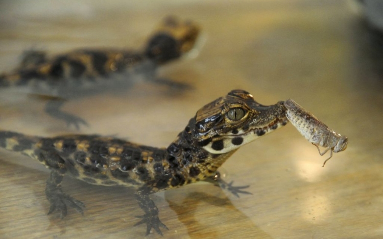 Tompaorrú krokodilok születtek a Szegedi Vadasparkban