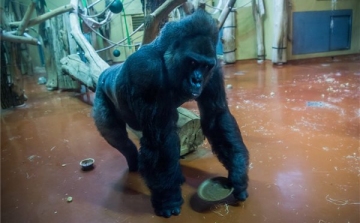 Tortával ünnepelték a negyvenéves Golo nevű hím gorillát a Budapesti Állatkertben