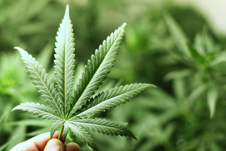 Első ízben kapott forgalmazási engedélyt Belgiumban kannabisz tartalmú gyógyszer