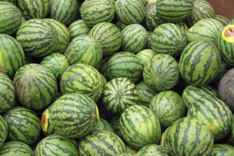 Több mint száz tonna igazolatlan eredetű dinnyét foglalt le a NAV